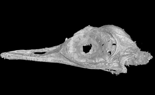 Обнаружен динозавр размером с колибри